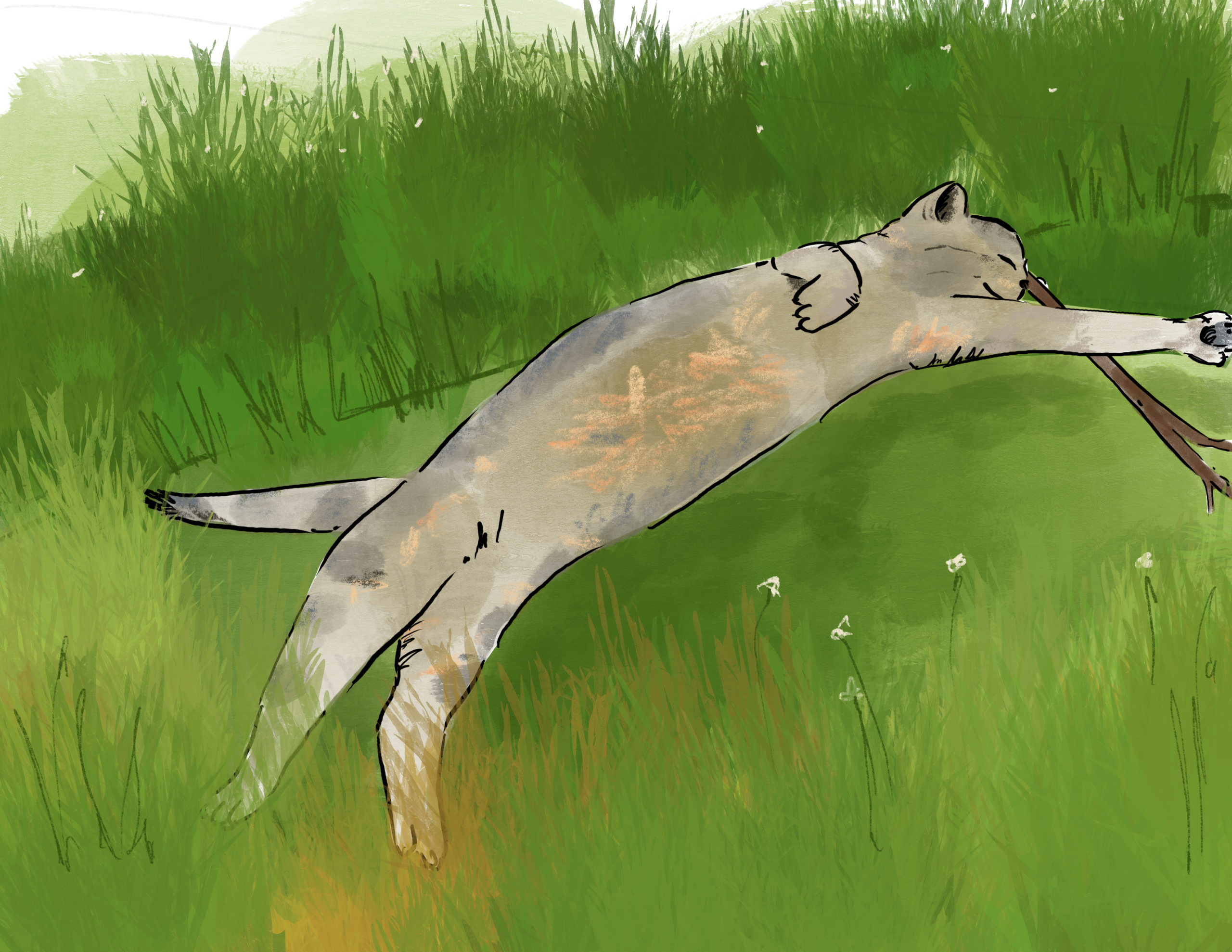 Animal illustrations for animation and childrens books